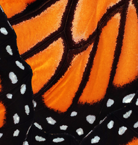 Monarch Black