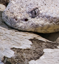 Lepidus Silver