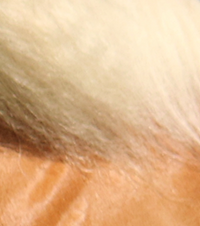 Palomino White