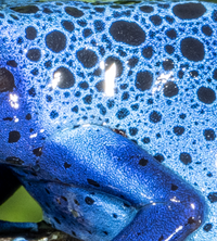 Dart Frog Blue