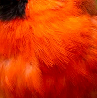 Cardinal Red